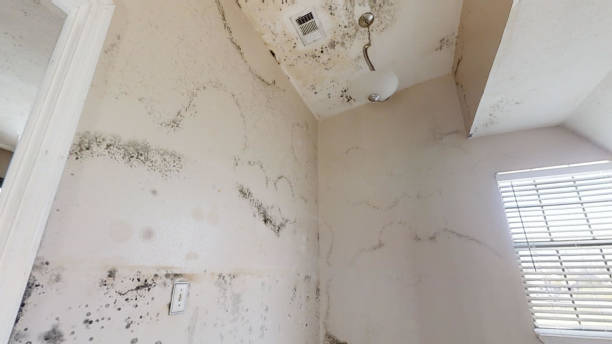 Mold Documentation for Insurance Claims in Shrewsbury, NJ