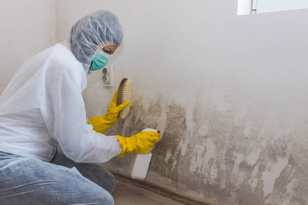 Best Comprehensive Air Testing for Mold Contaminants  in Shrewsbury, NJ